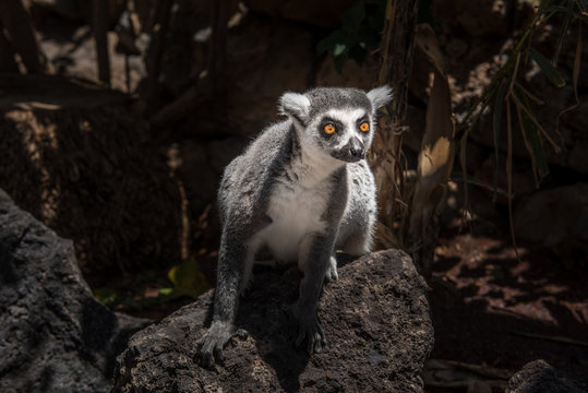 Katta (Lemur catta)