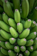 Bananen Plantage