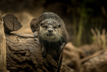 Otter