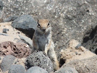 chipmunk