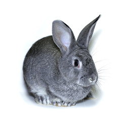 Little rabbit breed of gray silver chinchilla
