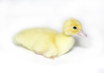Little yellow chick of a musky duck