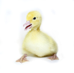 Little yellow chicks of a musky duck