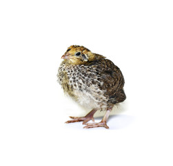 Small quail chick