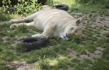 White female lion in zoo.