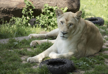 White female lion in zoo.