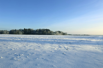 Landscape of snow-covered field and trees are spruce and birch