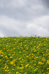 Yellow blooming dandelions. Bright flowers dandelions on background of green spring meadow