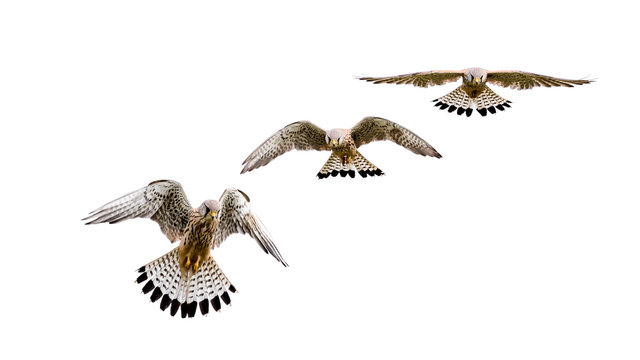 Falke im Flug, freigestellt