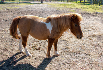 Horse Farm