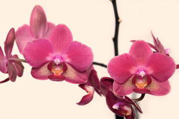 Fototapeta na wymiar Beautiful orchid flowers blossom on beige background closeup