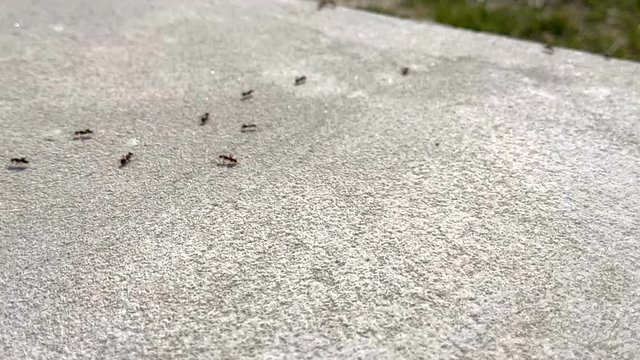 Black ants on concrete