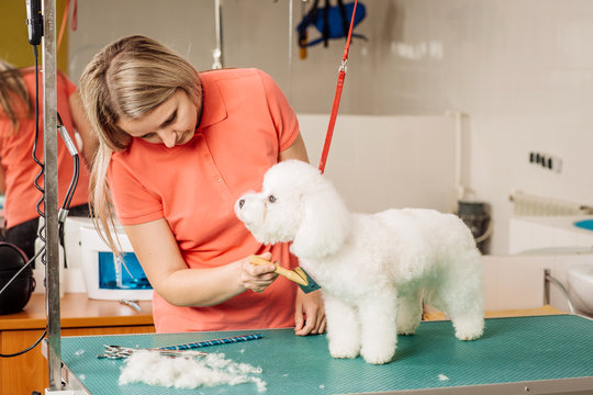 Grooming Dog With Tool For Shedding Hair.