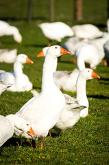 Zufriedene Gänse auf einer Weide, Hochformat