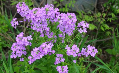 Obraz premium The purple wildflowers on a close up view.