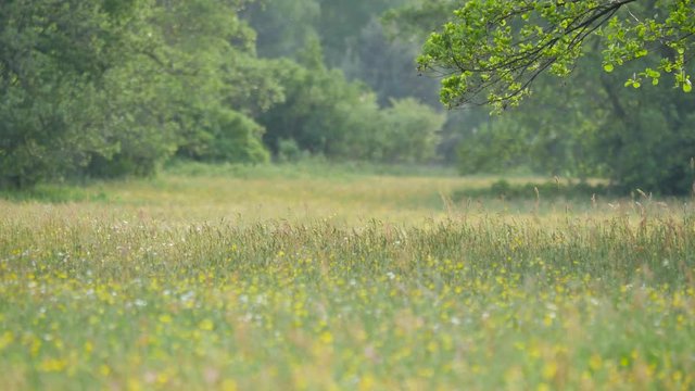 Rural spring landscape. Fresh green meadow with flowers, herbs and grass. Warm afternoon light.