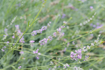 blurred lavender flowers