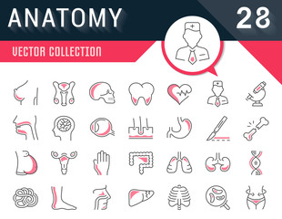 Set Vector Flat Line Icons Anatomy