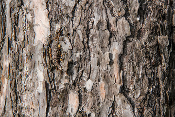 Pine tree bark, Latvia