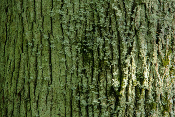 linden bark very old, latvia
