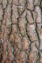 Pine tree bark, Latvia