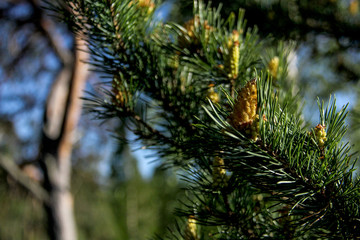 pine tree buds, cone