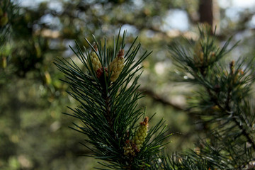 Naklejka na ściany i meble pine tree buds, cone