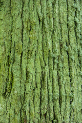 linden bark very old, latvia