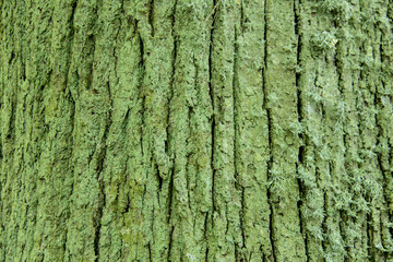 linden bark very old, latvia