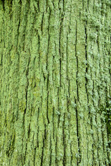 linden bark very old, latvia