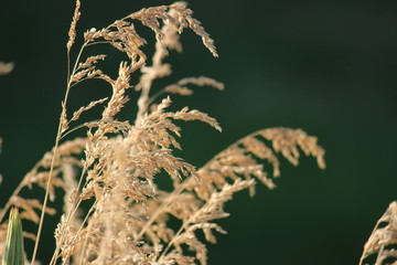 Summer Grass