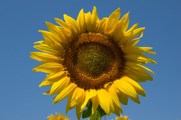 Helianthus . Sunflower against the sky