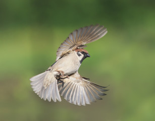  bird a Sparrow flies widely spread their feathers and wings