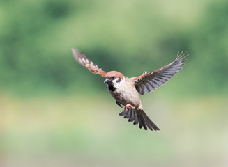a bird  flies widely spread their feathers and wings
