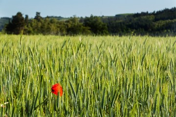 Red poppy in green field. Veterans Day. Farming landscape.