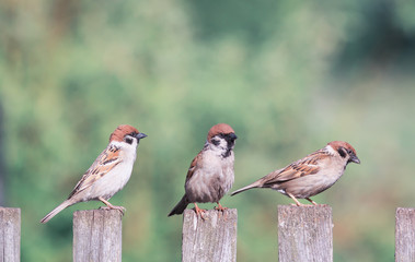 little birds sit on the fence and curious look to the side