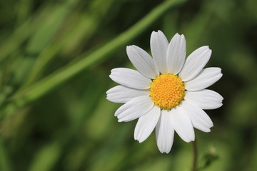 Daisy