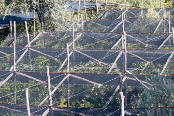 Dans les citrons de Sorrento