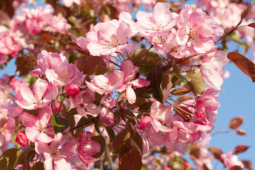 Luxuriantly cherry branch with bright pink flowers
