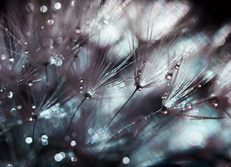 shimmering beautiful backdrop of fluffy seeds of dandelion in shining drops of morning dew