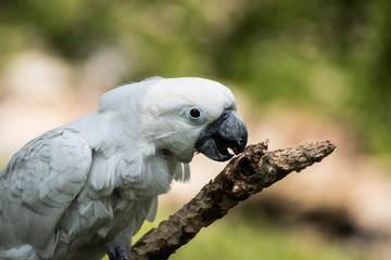 Parrot