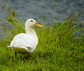 White Duck in Green Grass Beside Running Water