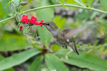 Hummingbird
