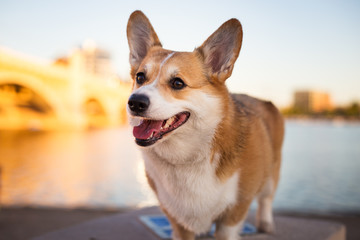 Welsh Corgi dog