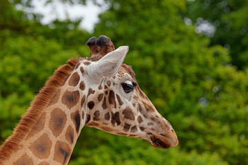 Close-up of a side view of a giraffes face in front of some green trees, showing elegance With space for text.