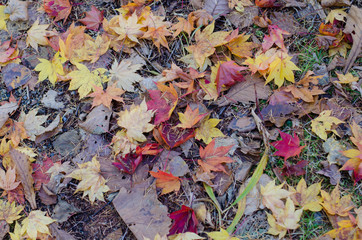 紅葉した落ち葉