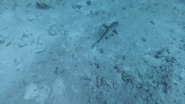 whitetip reef shark, Triaenodon obesus swims over sandy bottom - Indian Ocean, Maldives
