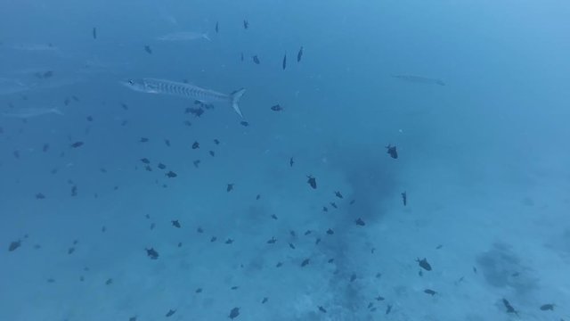 School of fish Great Barracuda  Sphyraena barracuda swims in blue water,  Indian Ocean, Maldives  
