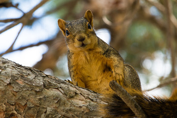 Squirrel