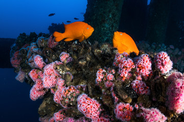 Garibaldi Stand Off